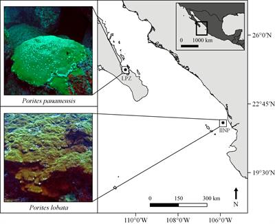 Sexual dimorphism in corallite size and modularity of a broadcast spawning coral, Porites lobata